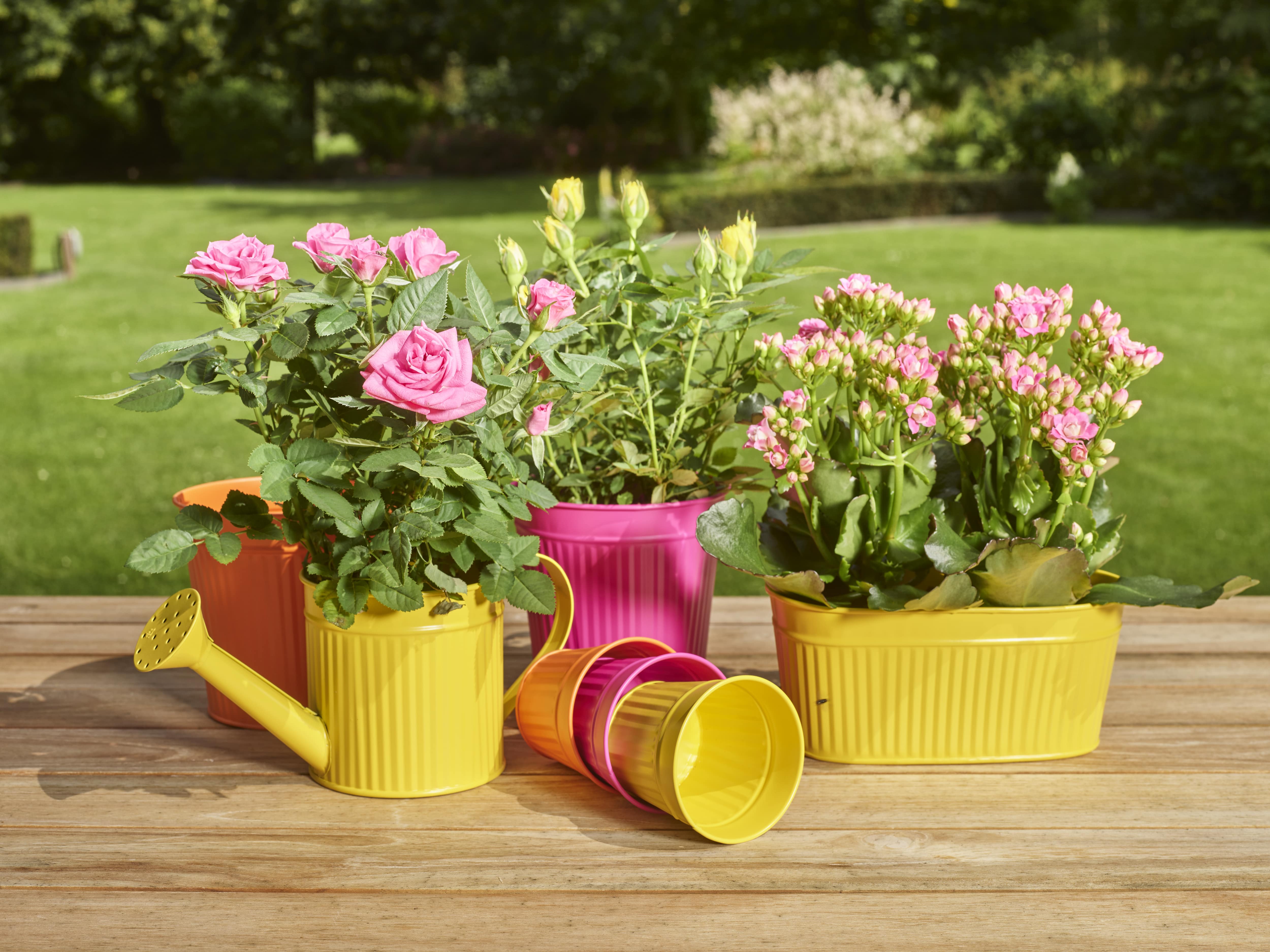 Lente - Zomer Collectie 2025