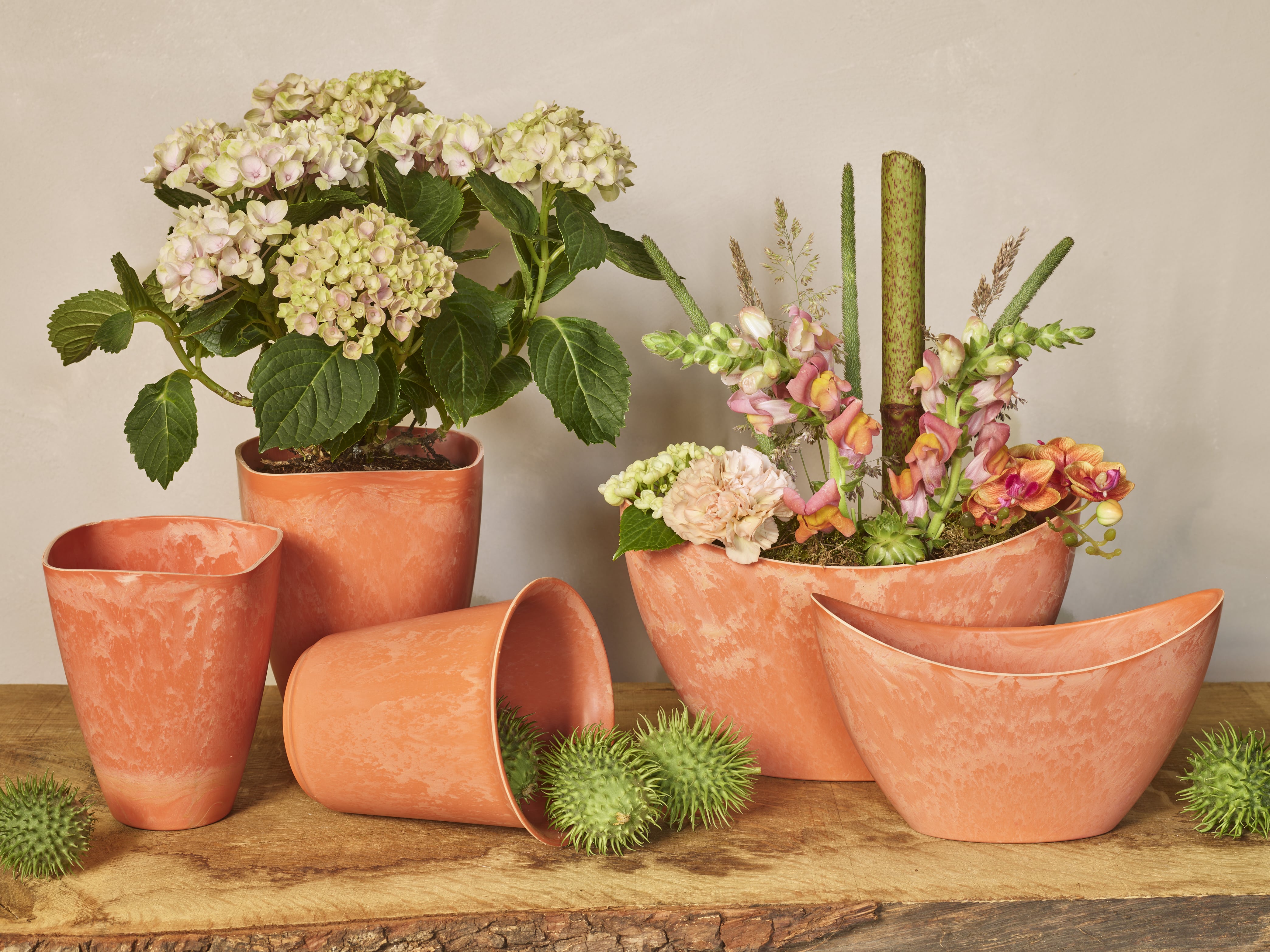 Be my clementine collection SimplyD
