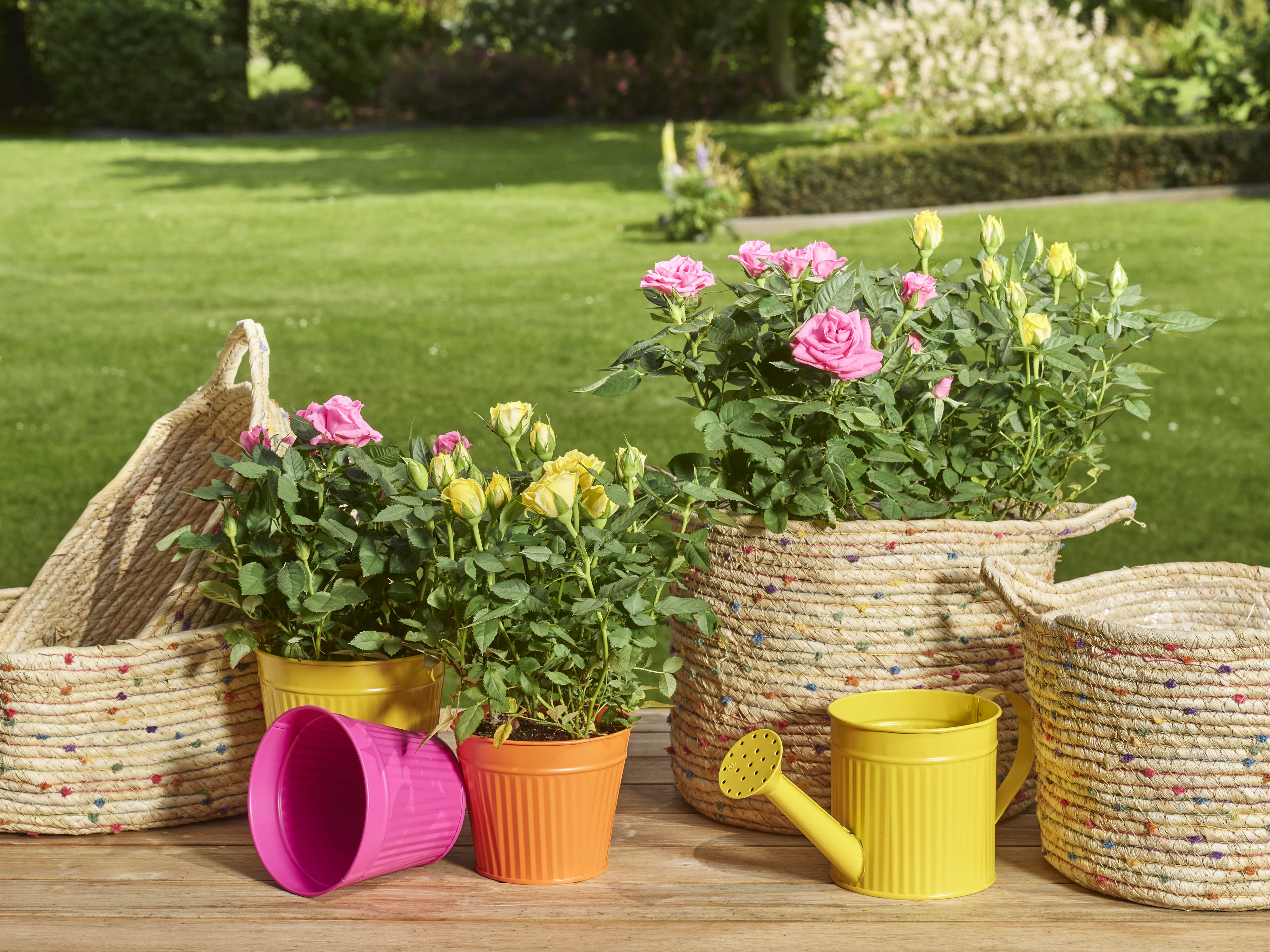 Summery day collection SimplyD
